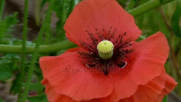 Amapola roja sobre un fondo verde. — Vídeo de stock