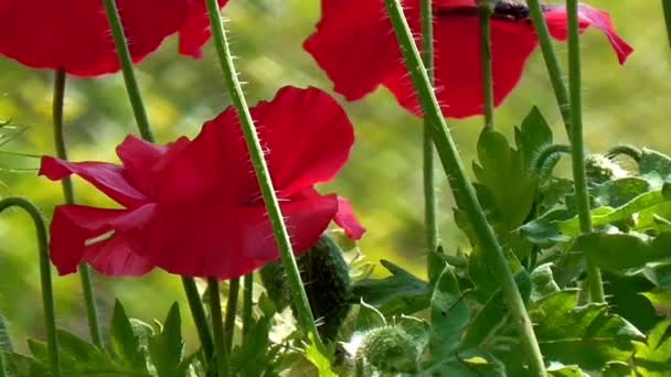 Rode papaver op een groene achtergrond. — Stockvideo