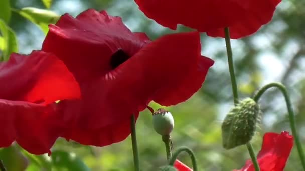 绿色背景下的红罂粟. — 图库视频影像