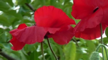 Yeşil bir arka plan üzerinde kırmızı gelincik. Onların yazlık dekoratif poppy.