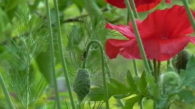 Yeşil bir arka plan üzerinde kırmızı gelincik. Onların yazlık dekoratif poppy.