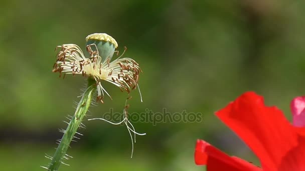 Amapola roja sobre un fondo verde. Amapola decorativa en su casa de campo de verano . — Vídeo de stock