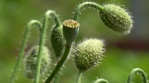 另一种罂粟花蕾。罂粟、 温柔的动作，在微风中. — 图库视频影像