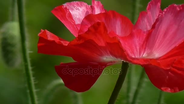 Rode papaver op een groene achtergrond. Decoratieve poppy op hun zomerhuisje. — Stockvideo