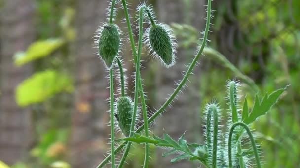 Un autre bourgeon de pavot. Poppy, mouvements doux dans la brise . — Video