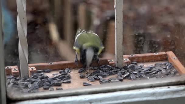 Het voeden van de vogels. Mezen op de trog — Stockvideo