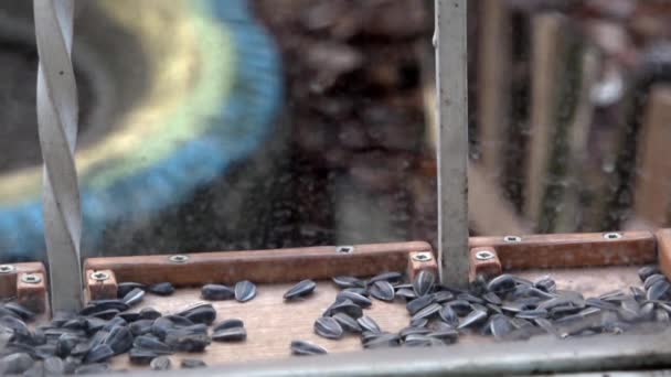 Feeding the birds.Tit at the trough — Stock video