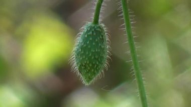 Yeşil haşhaş tomurcukları. Poppy, yolda başka bir bud.