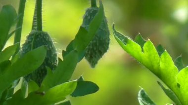Yeşil haşhaş tomurcukları. Poppy, yolda başka bir bud.