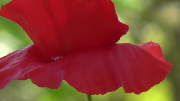 Amapola decorativa en su casa de campo de verano. Amapola roja sobre un fondo verde . — Vídeo de stock