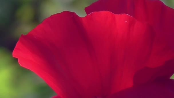 Dekoratív poppy a nyaralójuk. Piros pipacs, egy zöld háttér. — Stock videók