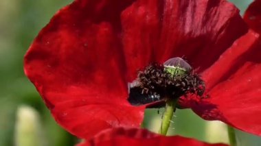 Yeşil bir arka plan üzerinde kırmızı gelincik. Güzel haşhaş tazelik