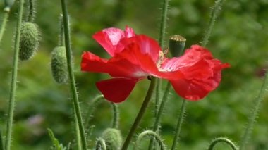 Yeşil haşhaş tomurcukları. Haşhaş başka bir bud.