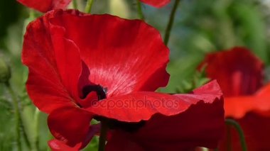 Yeşil bir arka plan üzerinde kırmızı gelincik. Güzel haşhaş tazelik