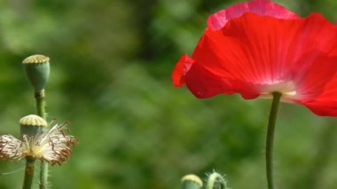 Yeşil bir arka plan üzerinde kırmızı gelincik. Güzel haşhaş tazelik