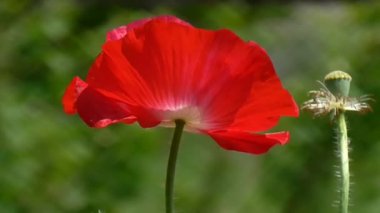 Yeşil bir arka plan üzerinde kırmızı gelincik. Güzel haşhaş tazelik