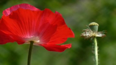 Yeşil bir arka plan üzerinde kırmızı gelincik. Güzel haşhaş tazelik