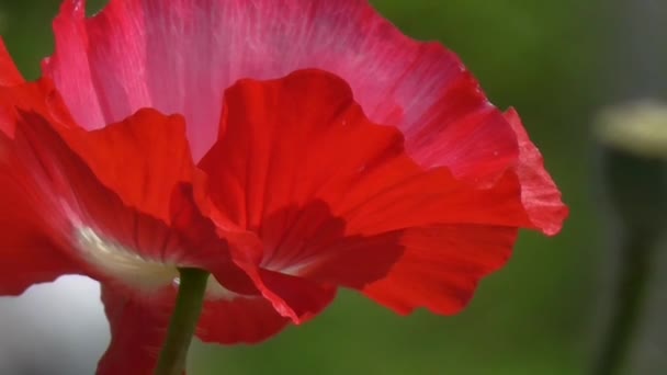 Amapola roja sobre un fondo verde.Hermosa frescura de amapola — Vídeos de Stock