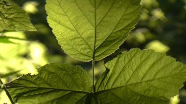 yaprakların arasından güneş.