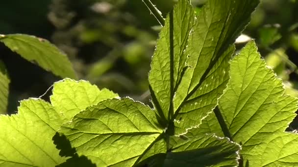 Sun through leaves. — Stockvideo