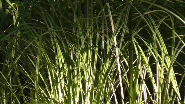 Soleil à travers les feuilles. Sedge dans la lumière du soir . — Video