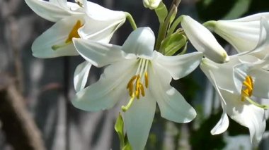 Tam suyu Beyaz Zambak.