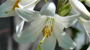 Tam suyu Beyaz Zambak.