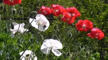 Yeşil bir arka plan üzerinde kırmızı gelincik. Haşhaş güneşli bir close-up.