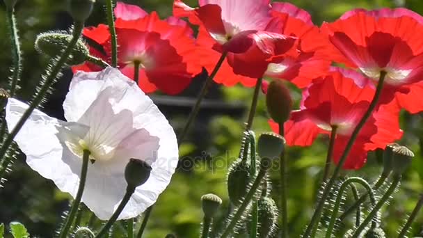 Coquelicot blanc et rouge sur fond vert. Gros plan sur les coquelicots par une journée ensoleillée .