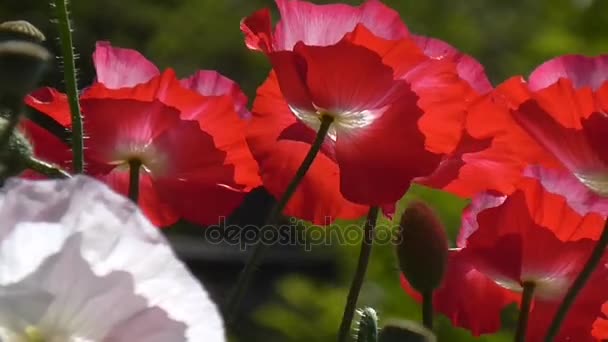 Coquelicot rouge sur fond vert. Gros plan sur les coquelicots par une journée ensoleillée . — Video