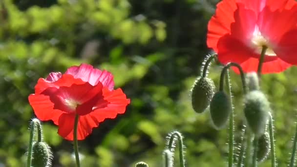 Amapola roja sobre un fondo verde.Hermosa frescura de amapola — Vídeos de Stock