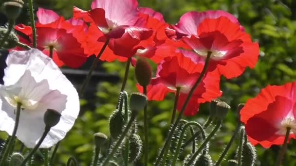 在绿色背景上的红色罂粟。美丽的罂粟新鲜度 — 图库视频影像