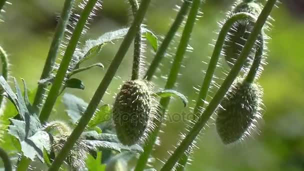 Papoula verde botões . — Vídeo de Stock