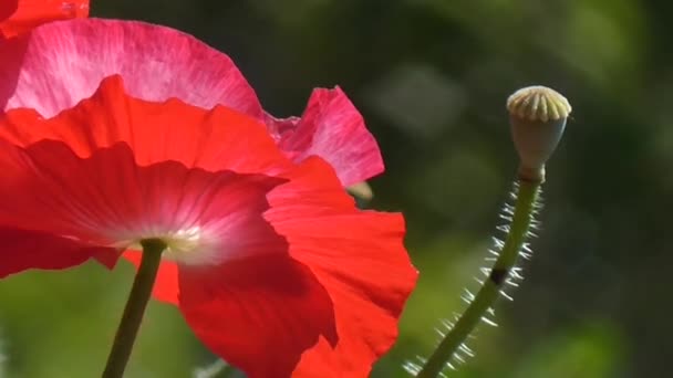 Rode papaver op een groene achtergrond. Mooie poppy versheid — Stockvideo