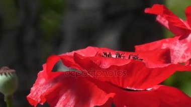 Haşhaş güneşli bir close-up. Narin, Bahçe alanında pembe.