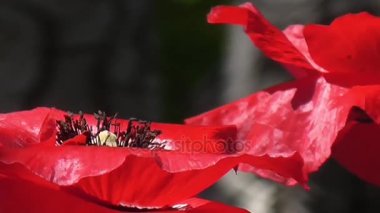 Haşhaş güneşli bir close-up. Narin, Bahçe alanında pembe.