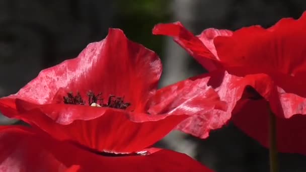 Gros plan des coquelicots par une journée ensoleillée. Délicat, rose dans le jardin . — Video