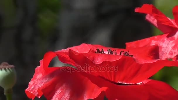 Close-up of poppies on a sunny day. Delicate, pink in the garden area. — Stock Video