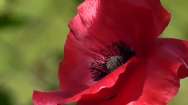 Kırmızı, ihale, hava, hayat veren poppy. Onların yazlık dekoratif poppy.