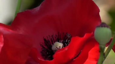 Kırmızı, ihale, hava, hayat veren poppy. Onların yazlık dekoratif poppy.