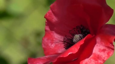 Kırmızı, ihale, hava, hayat veren poppy. Onların yazlık dekoratif poppy.