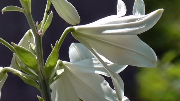 Lily, detail. — Stock video