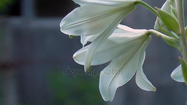 Lily, detail. — Stock video