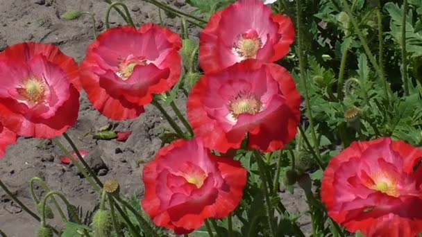 Bella freschezza di papavero. Delicato, rosso nell'area del giardino. Poppy, movimenti delicati nella brezza . — Video Stock
