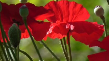 Kırmızı, ihale, hava, hayat veren poppy. Onların yazlık dekoratif poppy.