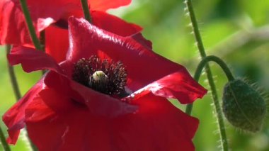 Kırmızı, ihale, hava, hayat veren poppy. Onların yazlık dekoratif poppy.