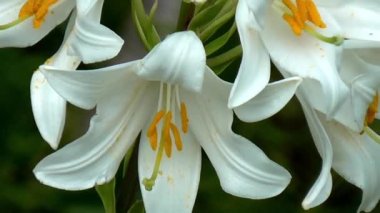 Lily, yakın çekim.