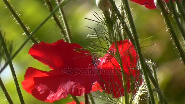 Rood, offerte, lucht, leven-gevende poppy. Decoratieve poppy op hun zomerhuisje. — Stockvideo