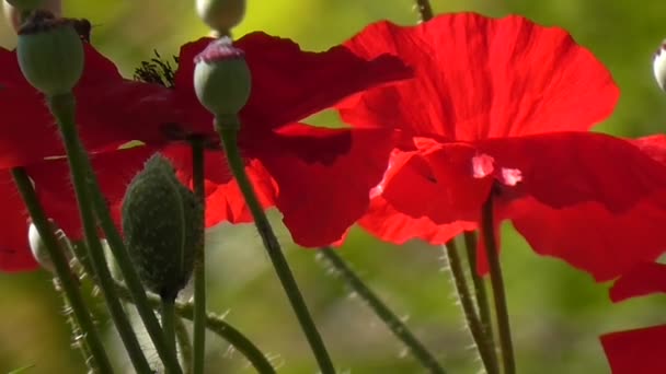 Coquelicot rouge, tendre, aérien, qui donne la vie. Pavot décoratif sur leur chalet d'été . — Video