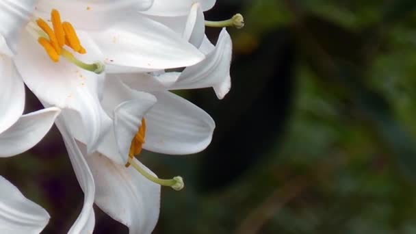 Lily, close-up. — Stock Video